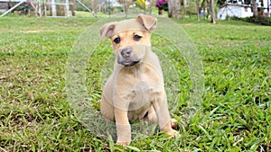 Mixed breed puppy sitting