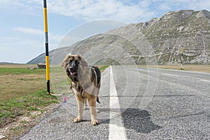 Mixed breed on the road in mountain