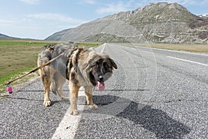 Mixed breed on the road in mountain