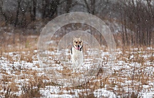 Mixed breed shepherd dog walking in winter field