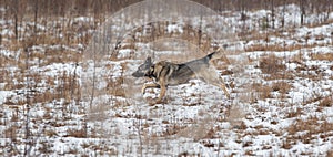 Mixed breed shepherd dog walking in winter field