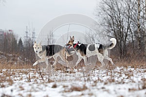 Mixed breed shepherd dogs running in winter field