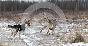 Mixed breed shepherd dogs running in winter field