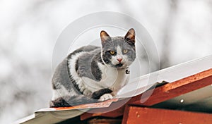 Mixed breed shorthaired cat standing on a rooftop in the rain staring at the camera zoom lens