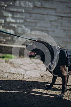 Mixed breed small black dog on a long blue leash outside along the sidewalk. Daytime.Concept