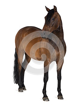 Mixed breed of Spanish and Arabian horse