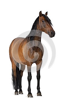 Mixed breed of Spanish and Arabian horse