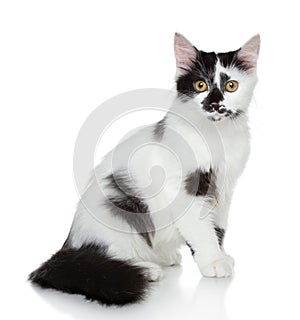 Mixed-breed spotted black and white cat