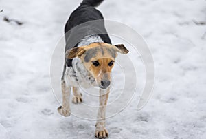 Mixed breed stray female dogs running on a country road covered with melting snow