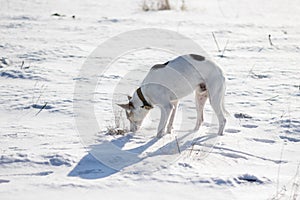 Mixed breed white dog with black spots standing on a fresh snow and sniffing around