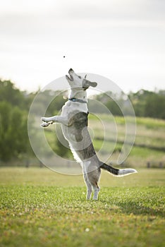 Mixed Breed White Dog Jumping High to Catch Dogfood photo