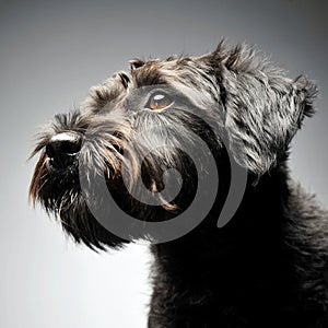 Mixed breed wired hair dog portrait in studio