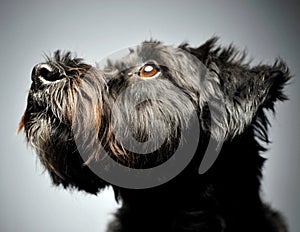 Mixed breed wired hair dog portrait in studio