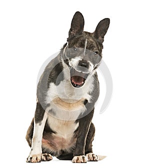 Mixed breeded dog barking, isolated