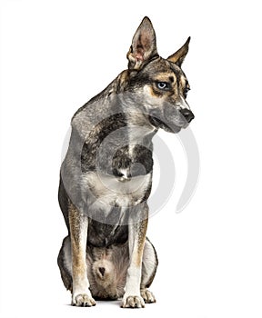 Mixed breeded husky german shepherd, isolated