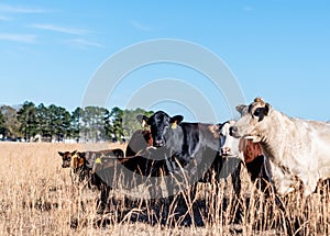 Mixed cattle herd in tall autumn grass