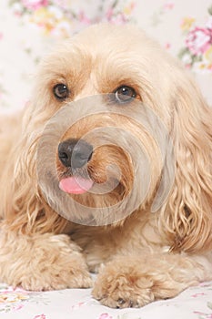 Mixed Cocker Spaniel