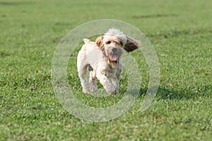 Mixed Cocker Spaniel