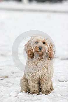 Mixed Cocker Spaniel