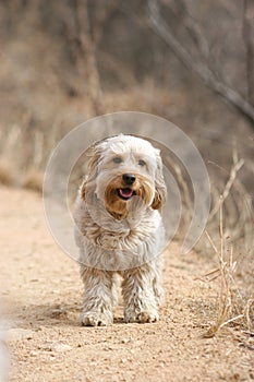 Mixed Cocker Spaniel