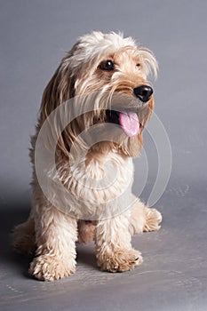 Mixed Cocker Spaniel