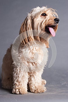 Mixed Cocker Spaniel