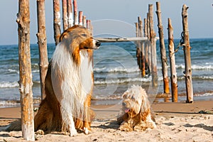 Mixed Cocker Spaniel and Rough Collie