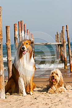 Mixed Cocker Spaniel and Rough Collie