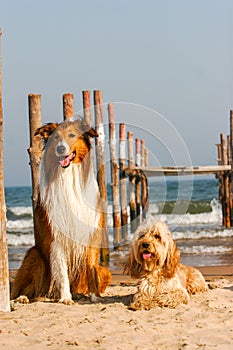 Mixed Cocker Spaniel and Rough Collie