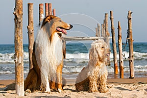Mixed Cocker Spaniel and Rough Collie