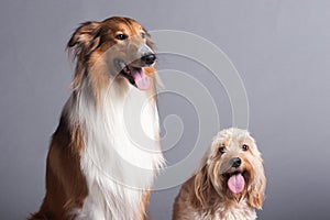 Mixed Cocker Spaniel and Rough Collie
