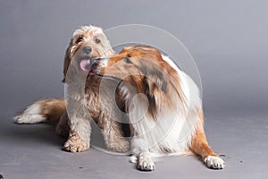 Mixed Cocker Spaniel and Rough Collie