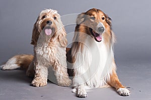 Mixed Cocker Spaniel and Rough Collie
