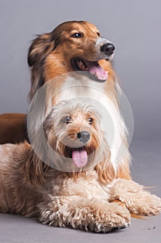 Mixed Cocker Spaniel and Rough Collie