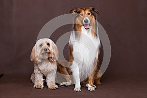 Mixed Cocker Spaniel and Rough Collie