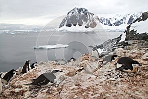 Mixed colony of Adelie penguins, Gentoo and Chinstrap on the Ant