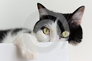 Mixed color cat sit in white box,green eyes