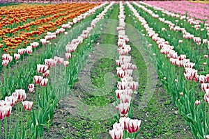 Mixed color Japanese tulip farm in Hokkaido