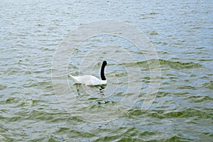 Mixed color Swan in Lake Morton and the city center of lakeland Florida
