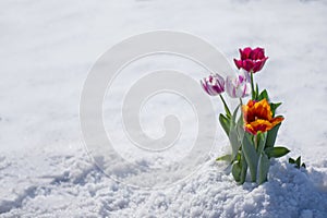 Mixed color tulips. Mix of spring tulips flowers