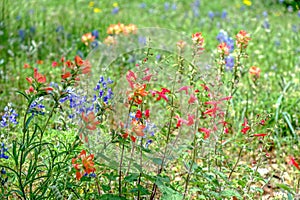 Mixed color wildflowers with green background