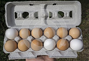 Mixed Colored Organic Eggs In Recycled Egg Carton