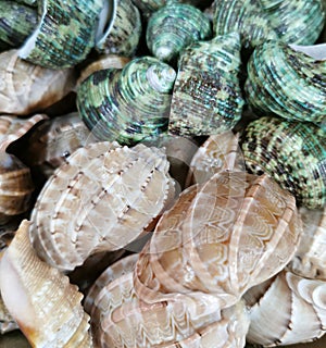 Mixed colorful sea shells as background selective focus