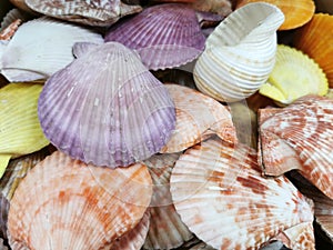 Mixed colorful sea shells as background selective focus