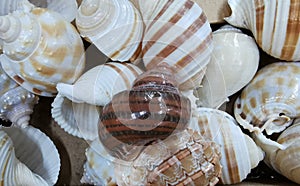 Mixed colorful sea shells as background selective focus
