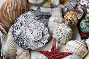 Mixed Colorful Seashells Including for Example Mollusks and Starfish