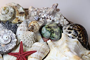 Mixed Colorful Seashells Including for Example Mollusks and Starfish