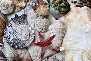 Mixed Colorful Seashells Including for Example Mollusks and Starfish