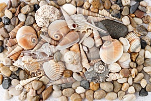 Mixed colorful seashells and pebbles closeup on beach. Seashore natural textured background