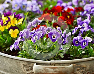 Mixed colors pansies in a sinc basin